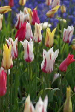 Tulp Leliebloemig Flaming Mix